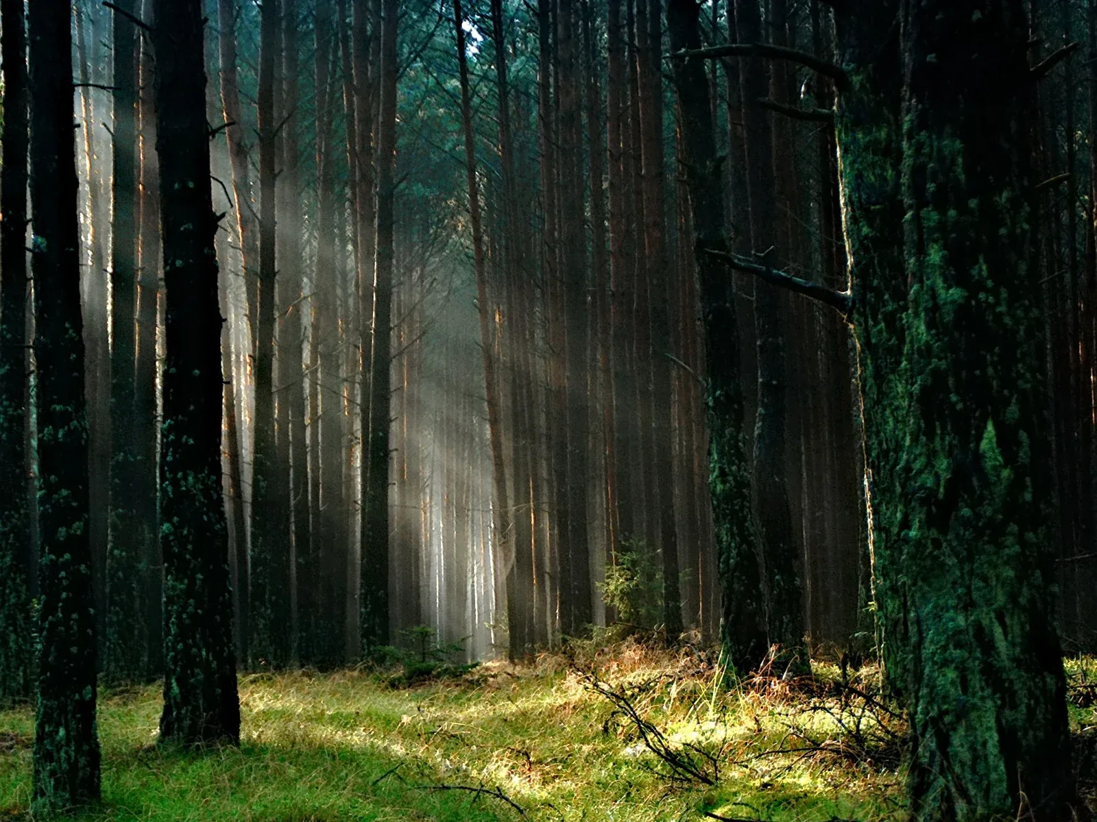 Foresta attraversata dalla luce naturale